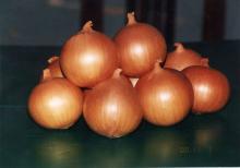 Fresh Yellow Onion