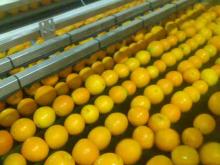 Neval Orange