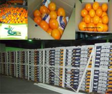 Fresh  Orange 