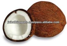 COCONUTS FROM INDIA