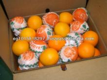 fresh orange Navel