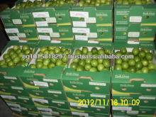 Fresh seedless Limes