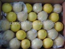 2013 to 2014 Best Quality Chinese Lemon