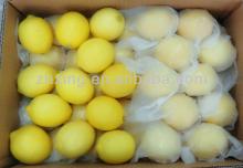 2013-2014 Chinese Fresh Lemon