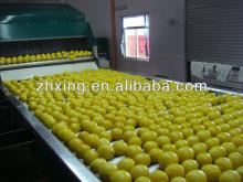 2013 Chinese fresh lemon