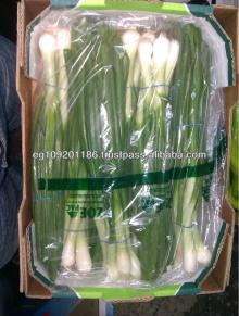 spring onions
