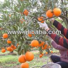 FRESH valencia orange