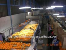fresh  egypt ion  orange 