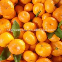 Nanfeng sugar mandarin