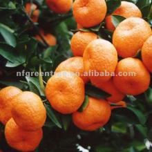 Sweet nanfeng baby mandarin