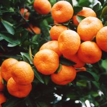 Nanfeng baby mandarin