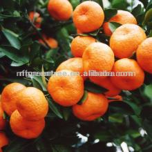 Fresh Nanfeng Baby Mandarin