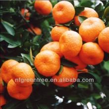 Pampas original natural mandarin with own orchard and processing factory