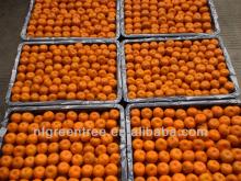 Pampas original  nanfeng   mandarin  with own orchard and processing factory
