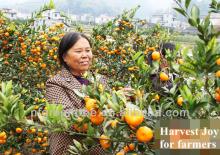 Pampas original fresh mandarin orange with own orchard and processing factory