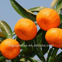 Pampas original mandarin orange segment with own orchard and processing factory