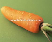 Hot seller bulk fresh carrot