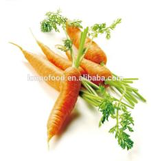 Hot seller fresh carrot