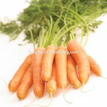 Fresh carrot/bulk carrot/China carrot