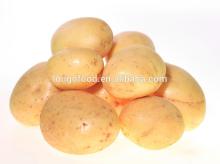 Holland Potato/ Fresh Potato/ Sweet Potato