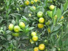  Fresh   Honey   Orange /Mandarin  Orange 