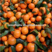 Guangdong citrus Satang mandarin