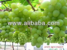 Fresh Grapes from India