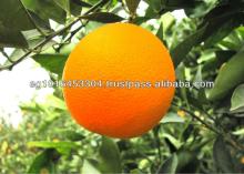 Oranges