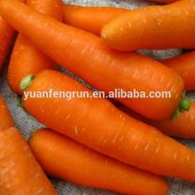 2014 China fresh carrot