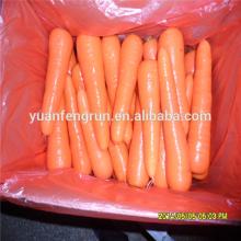 2014 crop fresh carrot high quality and good price
