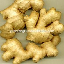 Good quality fresh Ginger