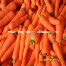 2014 good quality fresh carrot regular  shape ,fresh,clean