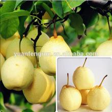 China fresh Ya Pear