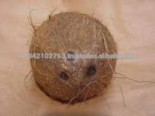 MATURED COCONUTS