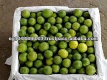 Fresh Lemon Verna -Adalia