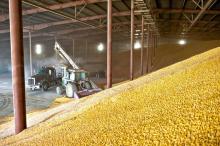  Corn  in  Bulk 