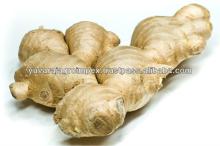 Fresh Indian Ginger