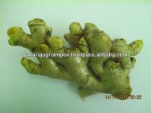 Indian Fresh Ginger