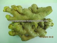 Ginger Price