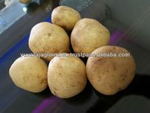 Fresh Potato Importers in Dubai