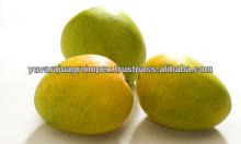 Fresh Mangoes