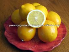 Fresh  Citrus Fruit Supplier in India