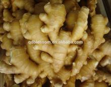 BIG SIZE GINGER