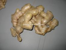 fresh ginger new crop