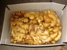 Fresh Ginger Unwashed