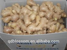2014 New Crop Fresh Ginger Unwashed