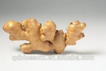 Fresh Ginger 2014 new crop