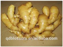 Fresh Washed Ginger from Shandong laizhou