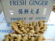  Fresh  Young  Ginger  2013 large stock