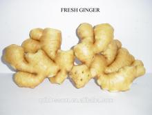 High quality Fresh Young Ginger 2013 large stock